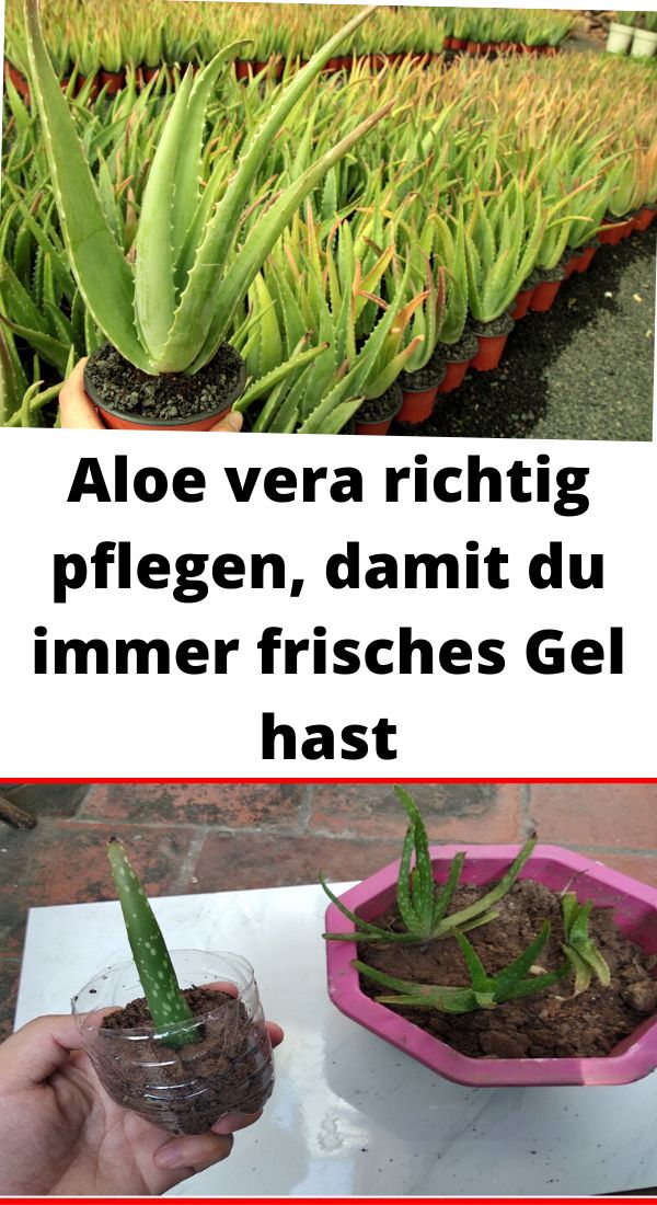 Aloe Vera Pflege Im Garten Aloe vera richtig pflegen, damit du immer frisches Gel hast | Pflanzen