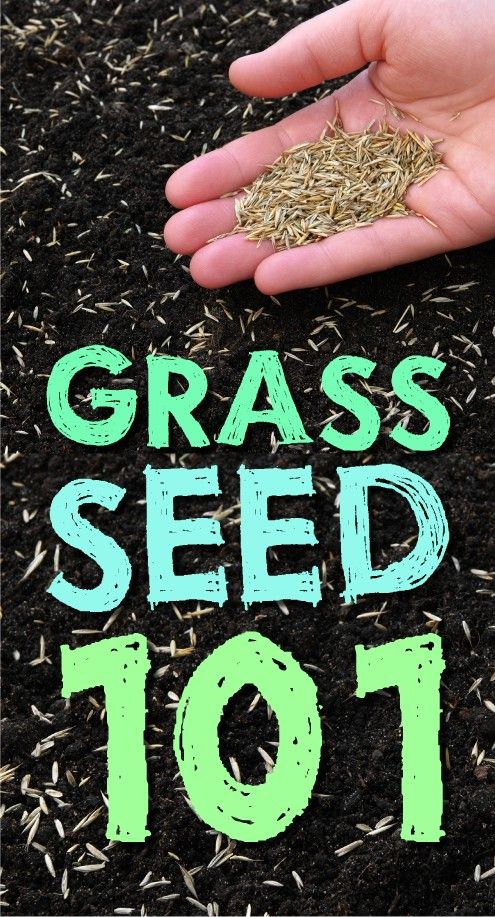 Best 25 Gr Seed Ideas On Pinterest Planting How Click Here To Learn All You Need Know About Gr Seed