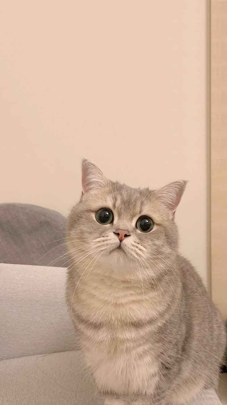 Cats Pets Cute ล กแมว ส ตว ร ปส ตว น าร ก