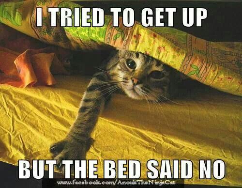 1176 best lupus images on pinterest chronic pain, chronic e4a24b5e718c755705c982d73bca66c8 animal jokes sleepy kitty 1176 best lupus images on pinterest chronic pain, chronic,Chronic Illness Cat Meme