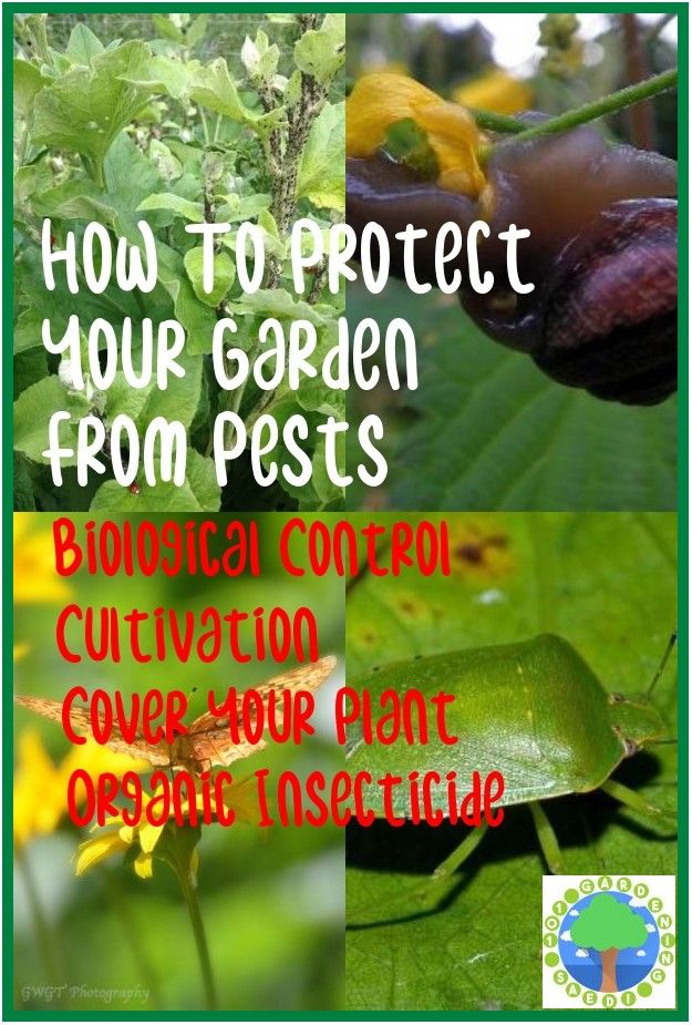 Safe And Effective Ways Of Natural Pest Control 101 Gardening Ideas Natural Pest Control Soil Texture Pest Control Safe And Effective Ways Of Natural Pest Control 101 Gardening Ideas Natural Pest Control Soil Texture Pest Control