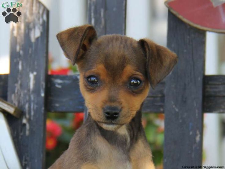 pomeranian doberman mix best 25 mini pinscher ideas on miniature pinscher mini doberman and pomeranian doberman mix best 25 mini pinscher ideas on miniature pinscher mini doberman and