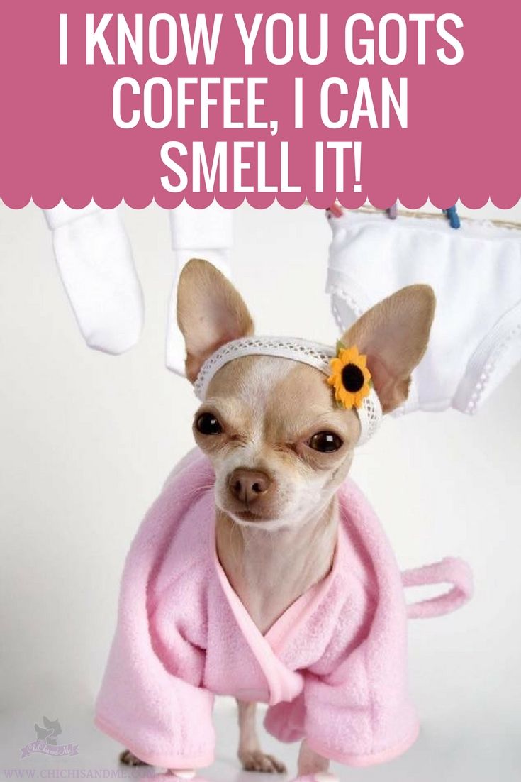 Title Everything You Need To Know About Chihuahuas Cute