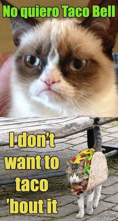 Taco Bell Cat Meme Taco Bell Cat Meme