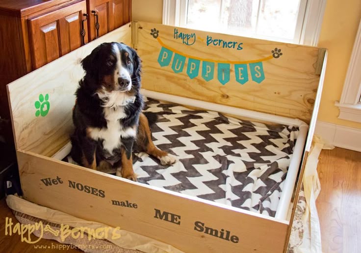Bernese Mountain Dog Breeding And Whelping Bernese Mountain Dog Breeding And Whelping