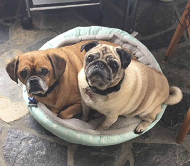 mops pug rescue adoption the 25 best pug rescue ideas on adopt a pug pug rescue near me and mops pug rescue adoption the 25 best pug rescue ideas on adopt a pug pug rescue near me and