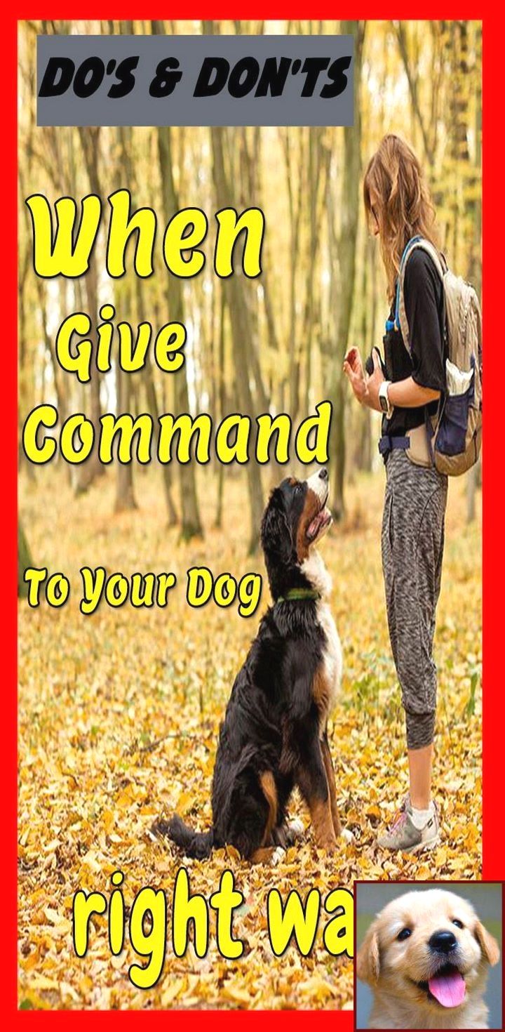 House Training A Puppy Not Working And Clicker Training Dog
