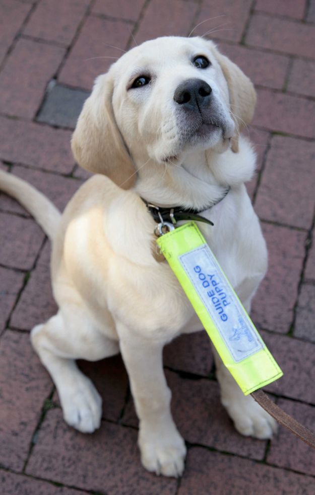Homes For Ex Guide Dogs Homes For Ex Guide Dogs