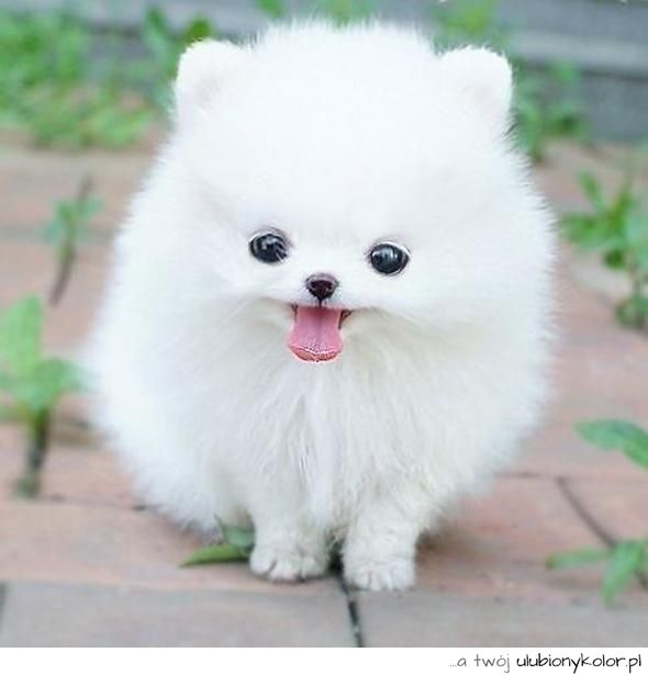 teacup pomeranian ta as 25 melhores ideias de teacup pomeranian husky no filhote de lulu da teacup pomeranian ta as 25 melhores ideias de teacup pomeranian husky no filhote de lulu da