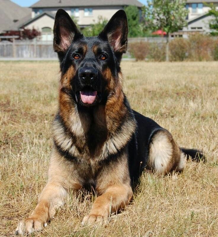 australian shepherd with german shepherd 9431 best german shepherds images on pinterest german shepherds australian shepherd with german shepherd 9431 best german shepherds images on pinterest german shepherds