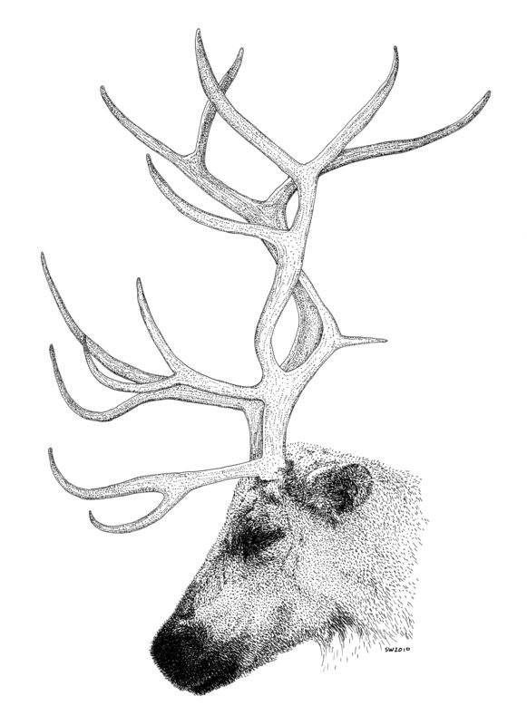 Reindeer Face Line Drawing : The best reindeer drawing ideas on pinterest
