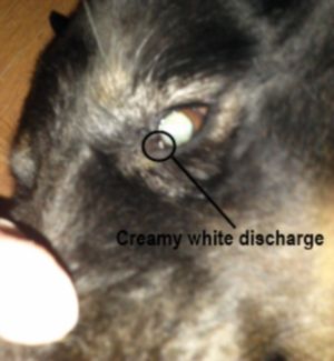 Dog Eye Watery Mucus Vet Dog Eye Watery Mucus Vet