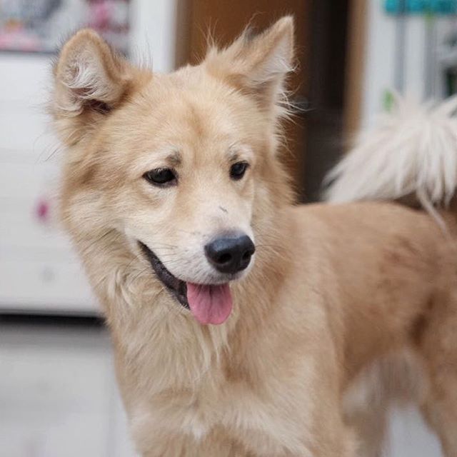 Goberian Golden Retriever Siberian Husky Golden Retriever