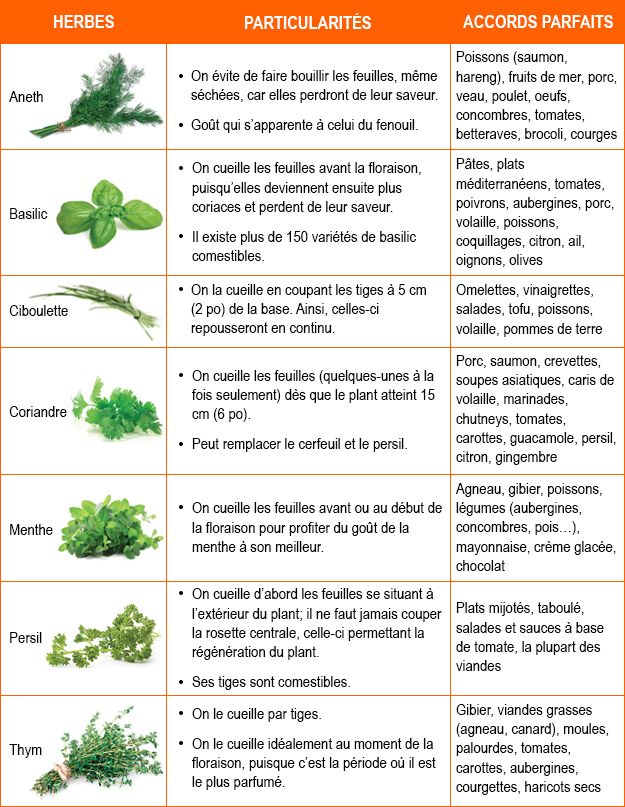Intensément aromatiques, les herbes fraîches sont idéales pour parfumer et su...