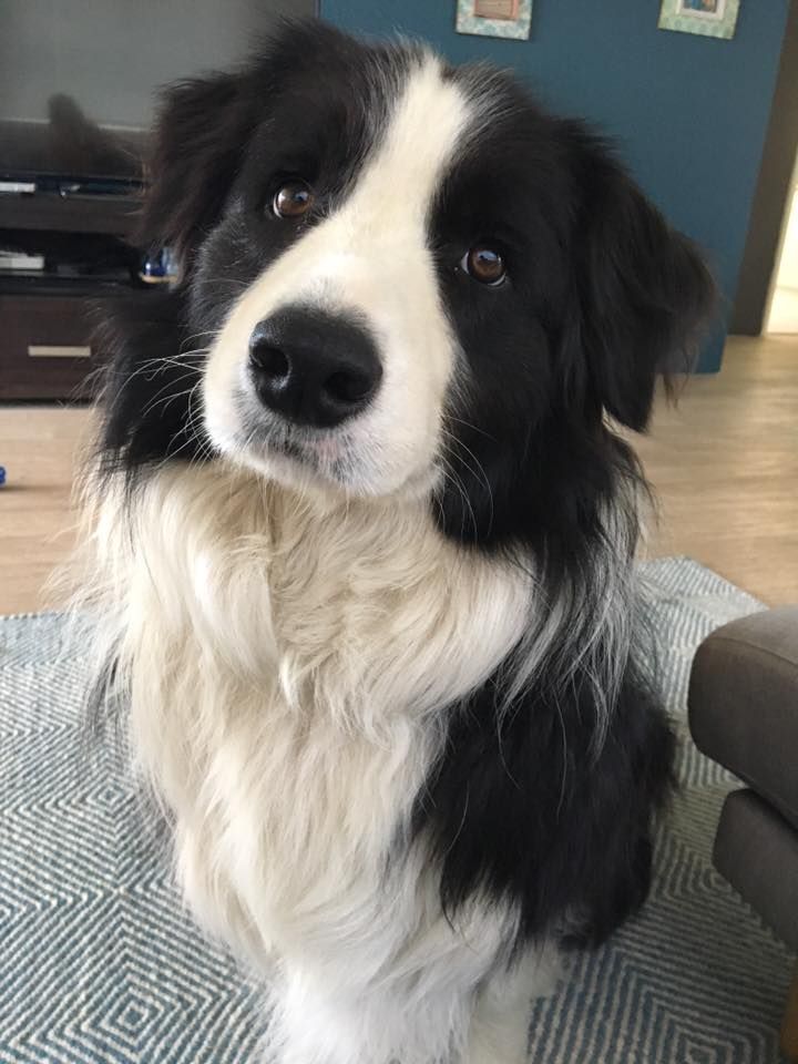 border collie puppies pa de 25 bedste id 233 er inden for border collies p 229 collie puppies hunde og border collie puppies pa de 25 bedste id 233 er inden for border collies p 229 collie puppies hunde og