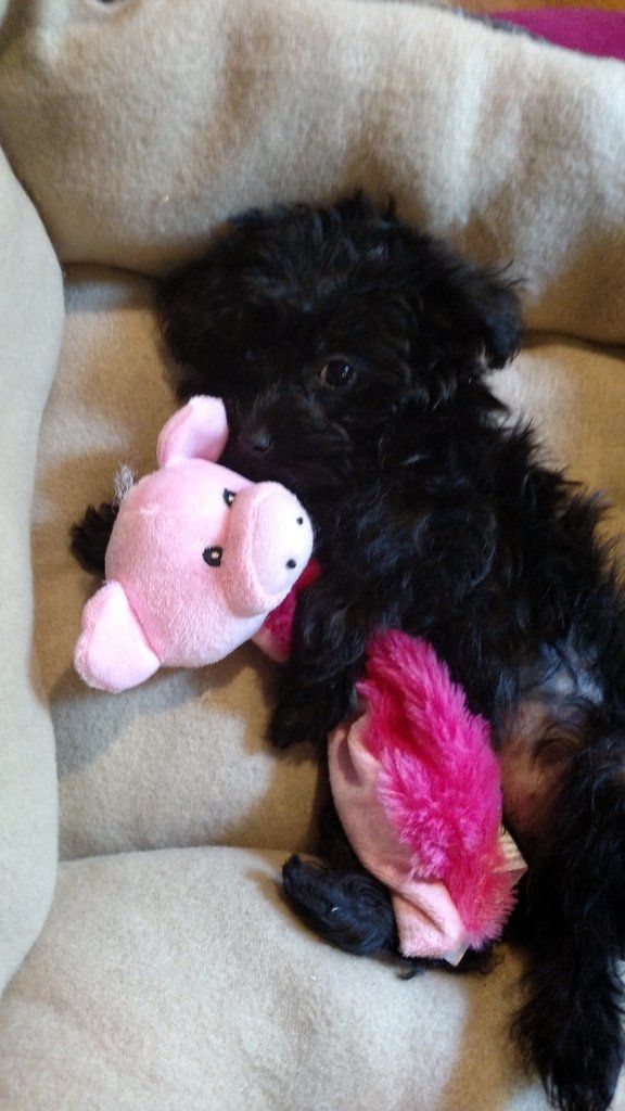 yorkie poo chihuahua best 25 black chihuahua ideas on haired chihuahua puppies chiwawa yorkie poo chihuahua best 25 black chihuahua ideas on haired chihuahua puppies chiwawa