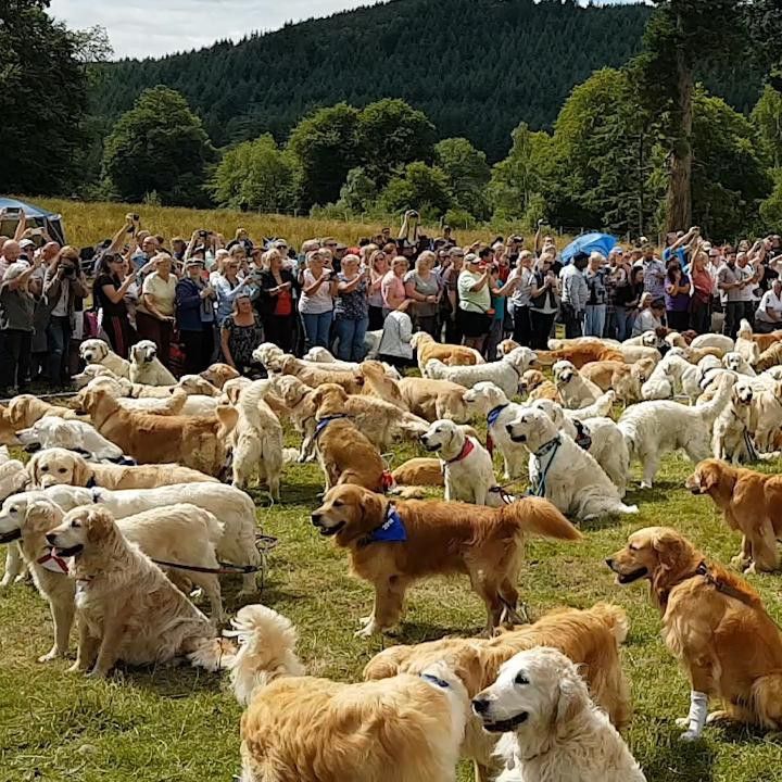 Video: Hundreds of golden retrievers gather to celebrate breed’s ...