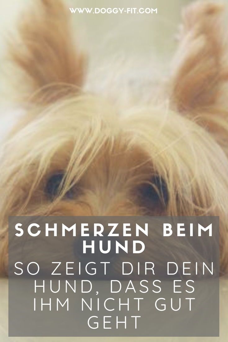 Die Wichtigsten Punkte Um Schmerzen Beim Hund Zu Erkennen Hunde Hundegesundheit Hunde Korpersprache