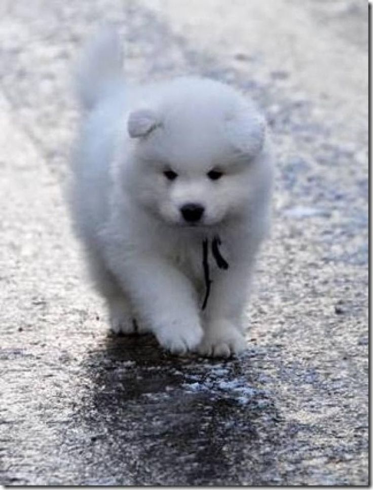 a small white dog walking across a street