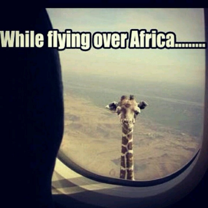 30 best airplane funnies images on pinterest funny stuff, funny e53b0cc22c519b31ae69170e88d7b713 giraffes zebras 30 best airplane funnies images on pinterest funny stuff, funny,Funny Airplane Meme Oxgen Mask