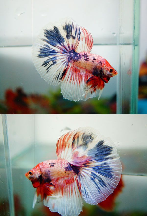Item # fwbettashm1436742069 - ***FANCY RAINBOW DRAGON*** - Ends: Sun