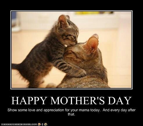 32 best mothers day animals ❤ images on pinterest mother's e54b5febfbf989838b3af87164d3db3a cat quotes true quotes 32 best mothers day animals ❤ images on pinterest mother's