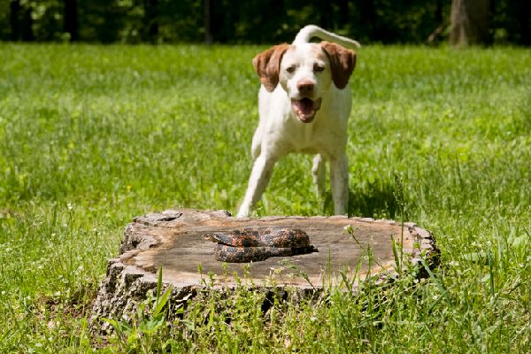 Snake Bites On Dogs What To Know What To Do Dogs Dogs Dog