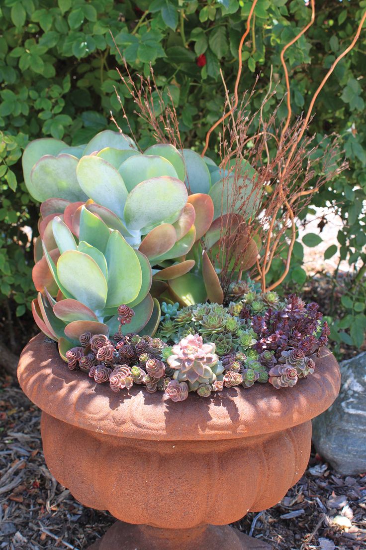 244 best cacti, succulents, etc images on pinterest | succulents 244 best cacti, succulents, etc images on pinterest | succulents