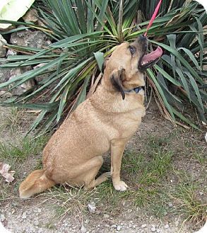 pug breeders rochester ny best 25 pug beagle mix ideas on puggle puppies types of puppies and pug mix pug breeders rochester ny best 25 pug beagle mix ideas on puggle puppies types of puppies and pug mix