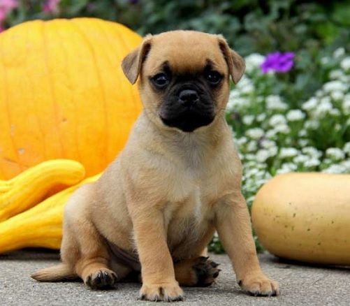 mixed pug breeds 453 best pug mixed breeds images on pug mixed breeds adorable animals and mixed pug breeds 453 best pug mixed breeds images on pug mixed breeds adorable animals and