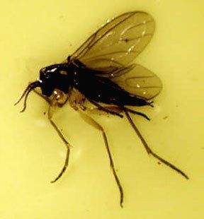 Neem Cake For Gnats Neem Cake For Gnats