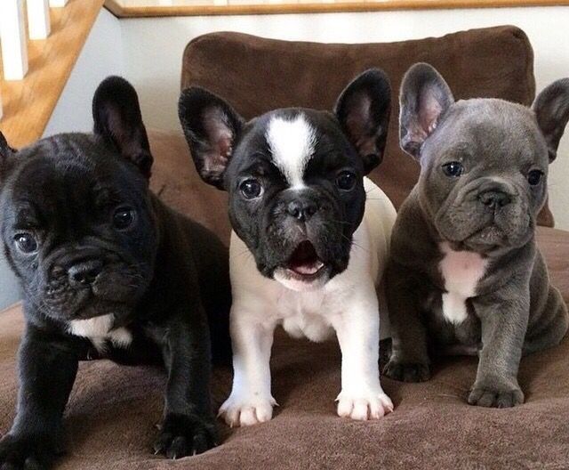 Wish I Had One Dogs Puppies Cute Puppies Cute Dogs