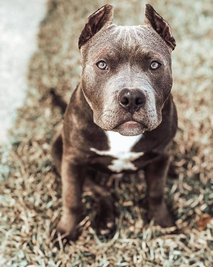 Aslan Bluenose Bully Dogl Lion In 2020 Aslan