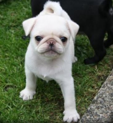 pug farm uk the 25 best white pug ideas on pugs pug puppies and pugs pug farm uk the 25 best white pug ideas on pugs pug puppies and pugs