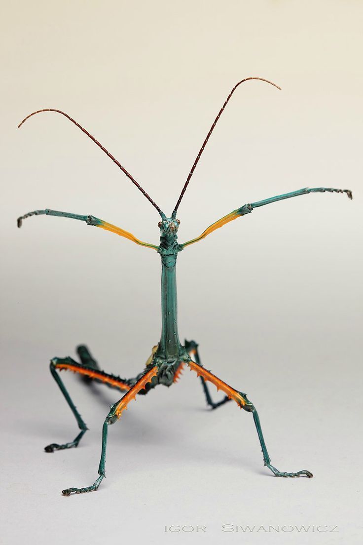 Achrioptera Fallax Male Photo By Photographer Igor Siwanowicz