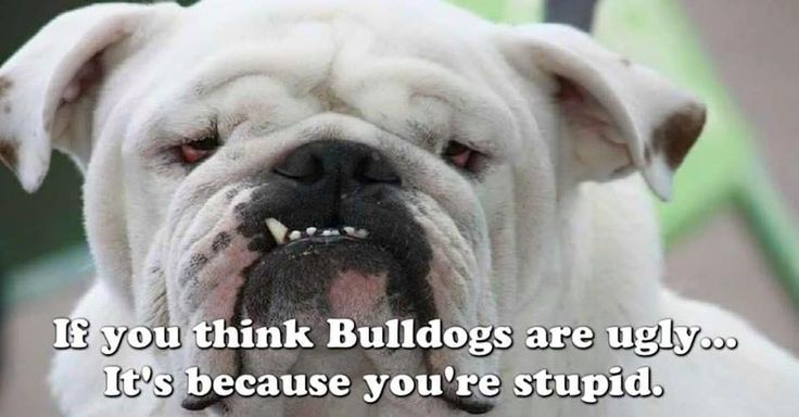 Pin on BULLDOGS