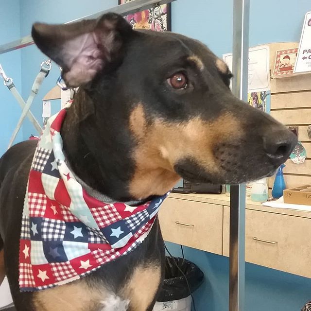 Sadie wagsmytail tucsondoggrooming doggrooming A Well Groomed Dog Is sadie-wagsmytail-tucsondoggrooming-doggrooming-a-well-groomed-dog-is