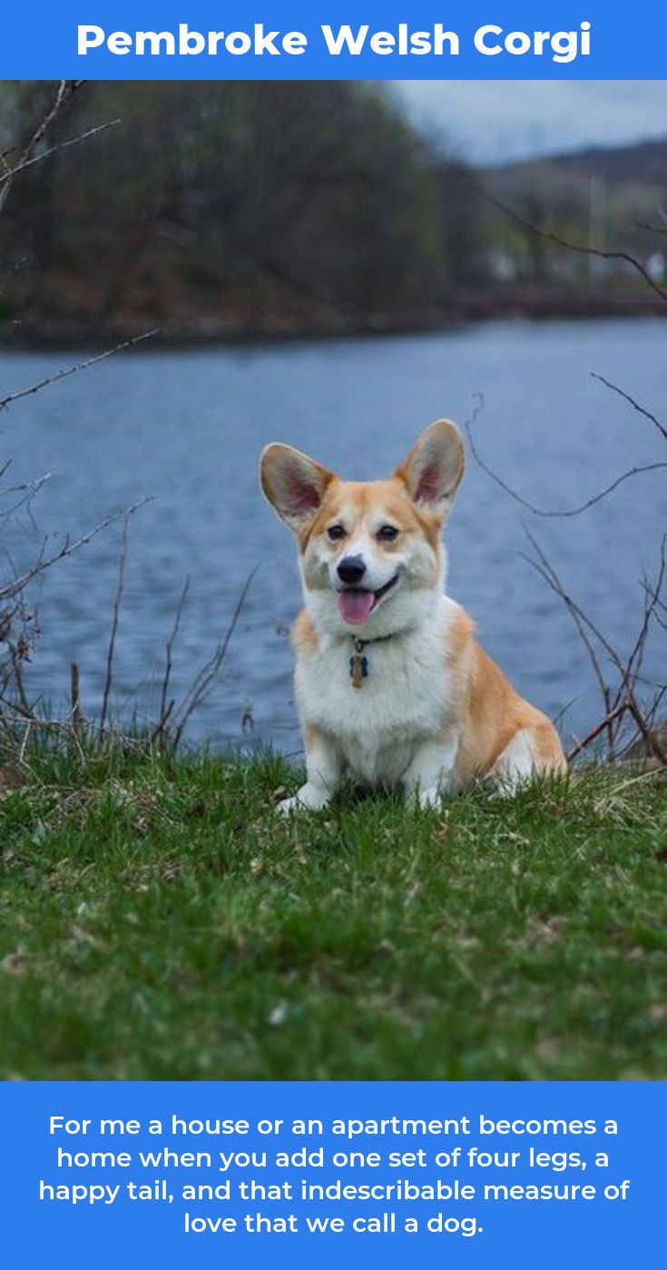 Pembroke Welsh Corgi Alert And Affectionate Corgi Corgi Funny