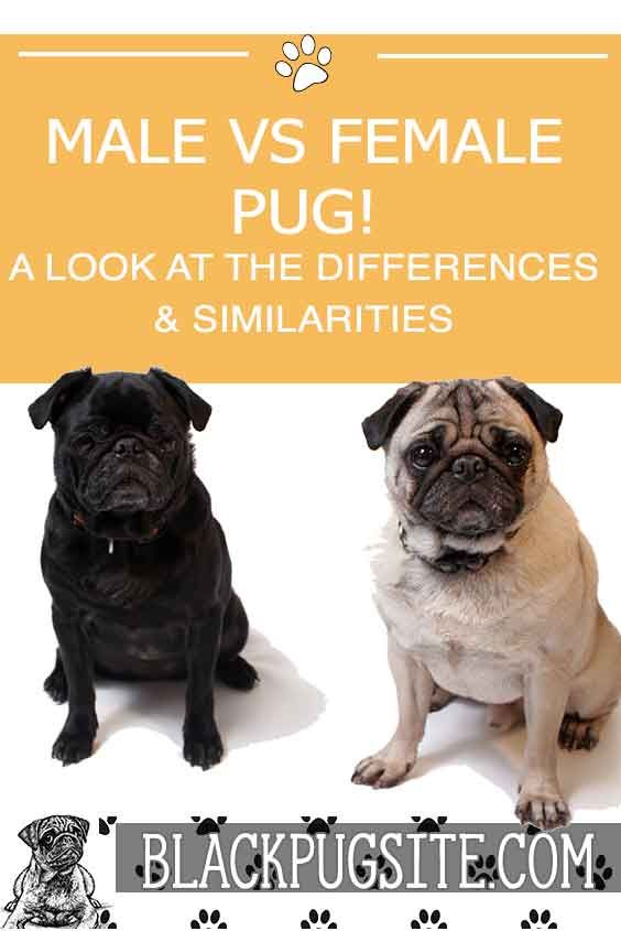 Male Vs Female Pug A Look At The Differences Between The Two
