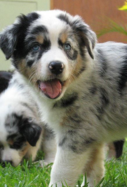 6 month old mini australian shepherd best 25 aussie dogs ideas on pinterest mini aussie mini aussie 6 month old mini australian shepherd best 25 aussie dogs ideas on pinterest mini aussie mini aussie