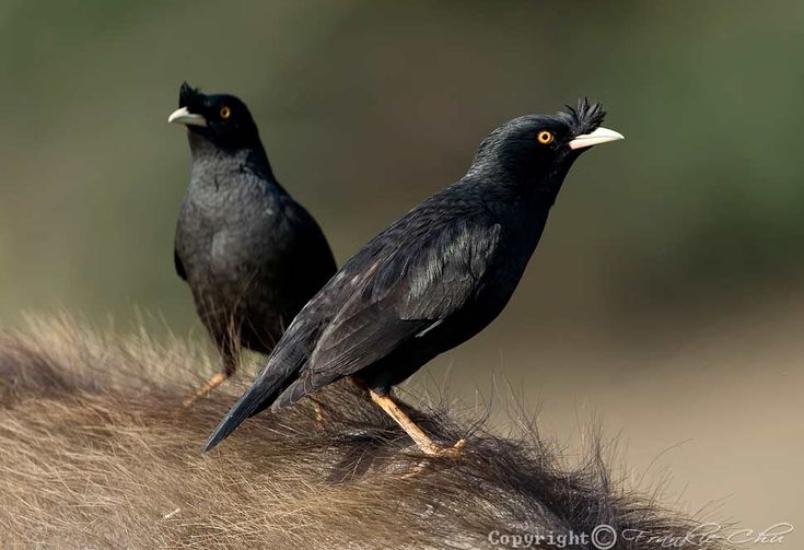 ハッカチョウ 八哥鳥 ハハチョウ 叭叭鳥 クヨク 鸜鵒 鴝鵒 ショウキュウカンチョウ 小九官鳥 Crested Myna Acridotheres Cristatellus Gracula Cristatella Vietnam Travel Crest Trip ハッカチョウ 八哥鳥 ハハチョウ 叭叭鳥 クヨク 鸜鵒 鴝鵒 ショウキュウカンチョウ 小九官鳥 Crested Myna Acridotheres Cristatellus Gracula Cristatella Vietnam Travel Crest Trip