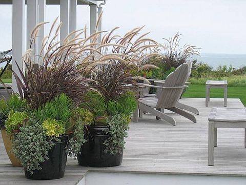 Tall Potted Plants top 25+ best tall plants ideas on pinterest | lemongrass mosquito Tall Potted Plants top 25+ best tall plants ideas on pinterest | lemongrass mosquito