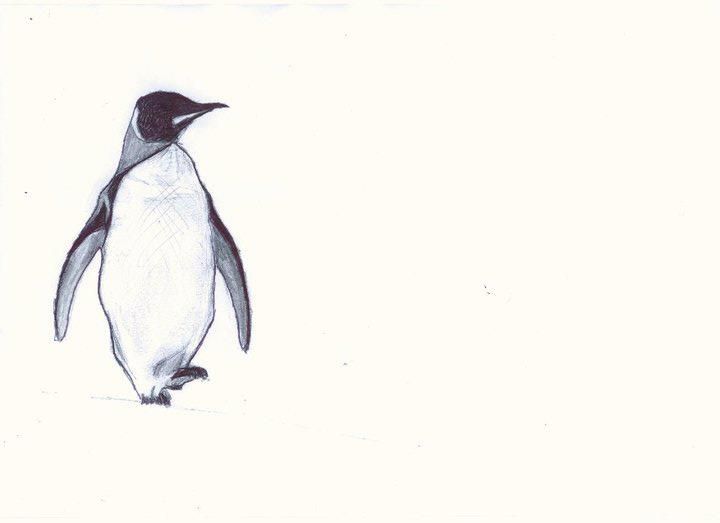 penguin sketch in pencil
