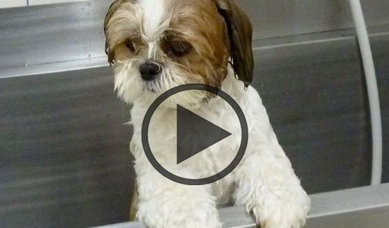 shih tzu number of teeth 14 best pets images on pet odors cleaning and cleaning hacks shih tzu number of teeth 14 best pets images on pet odors cleaning and cleaning hacks