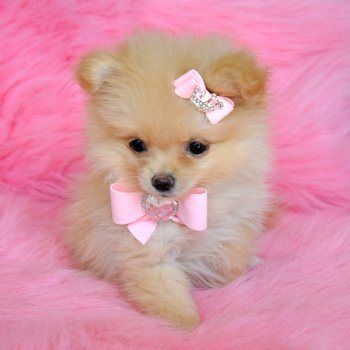 10 Best Small Dogs That Stay Images On Pinterest Cute Small Dogs That Stay