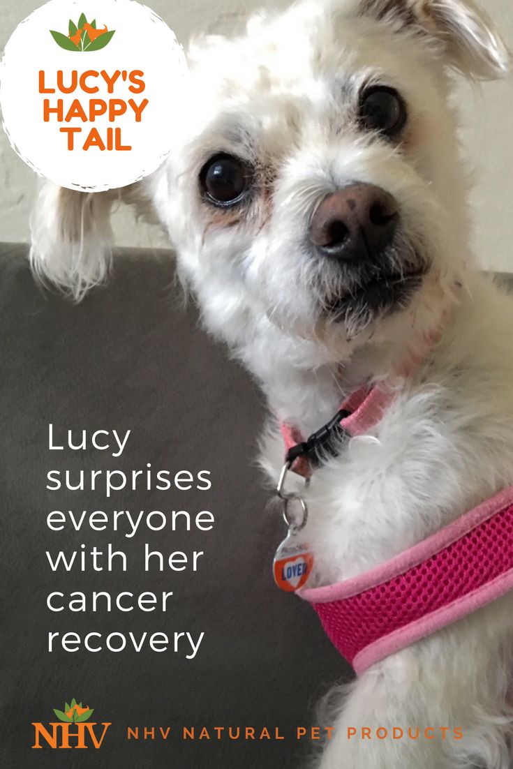 bladder cancer dogs
