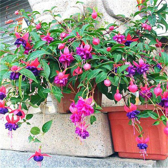 200pcs Fuchsia Bonsai Garden Balcony Lanterns Flowers Begonia