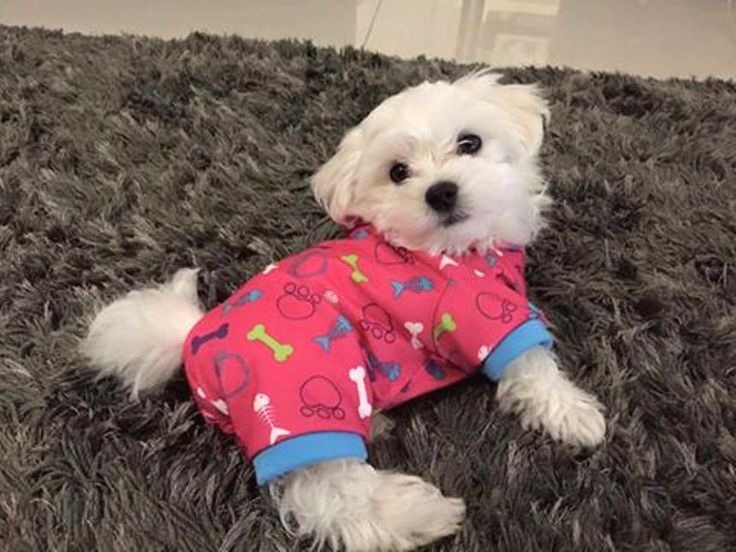 Best Dog Bed For Maltese Best Dog Bed For Maltese