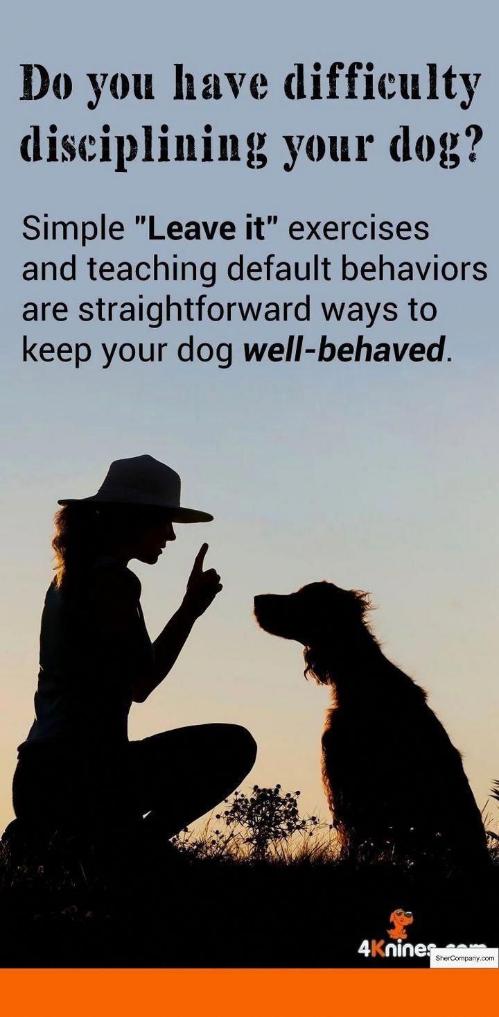 Gun Dog Training Tips Uk And How To Train Your Dog To Urinate