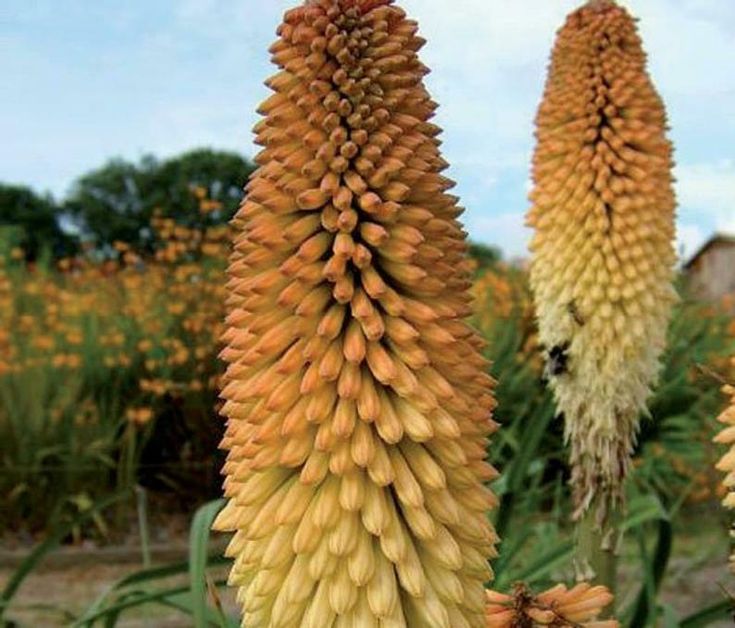 red hot poker flowers for sale